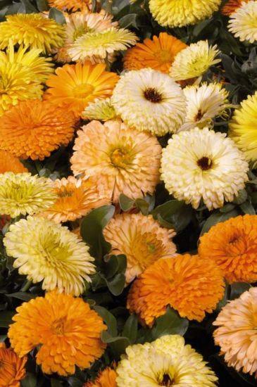 Calendula Bon Bon Mixed