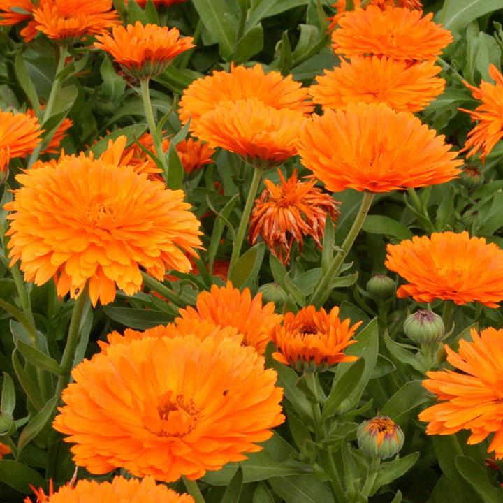 Calendula Mandarin Twist™