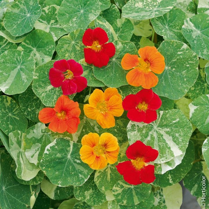 Capucine panaché (nasturtium) Alaska