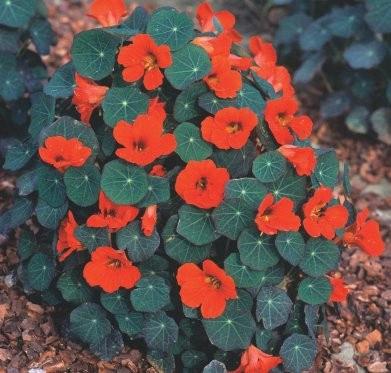 Capucine (nasturtium) Princess of India