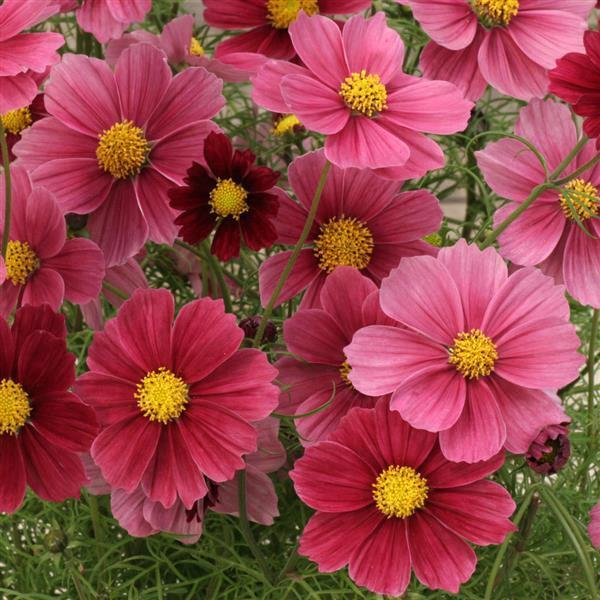 Cosmos Sensation Mix