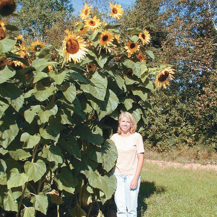 Tournesol 'King Kong'