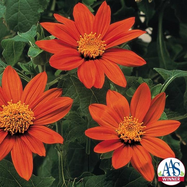 Tithonia Mexicana