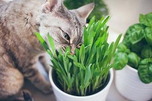 L’herbe à chat, à base d’orge