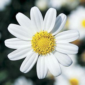 Argyranthemum frutescens Comet White