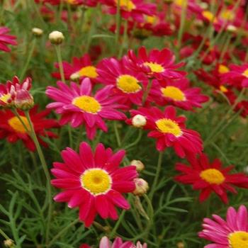 Argyranthemum frutescens 'Comet Red'