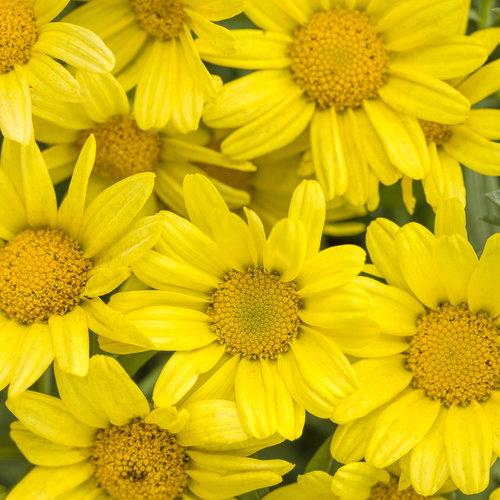 Argyranthemum Golden Butterfly