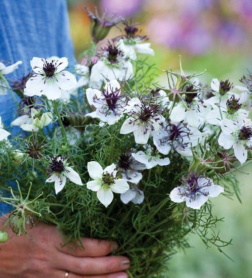 Nigella papillosa 'African Bride'