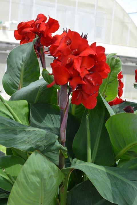 Canna ‘Fire Dragon’