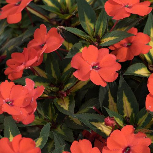 Impatiens nouvelle-guinée SunPatiens™ vigorous Tropical Orange