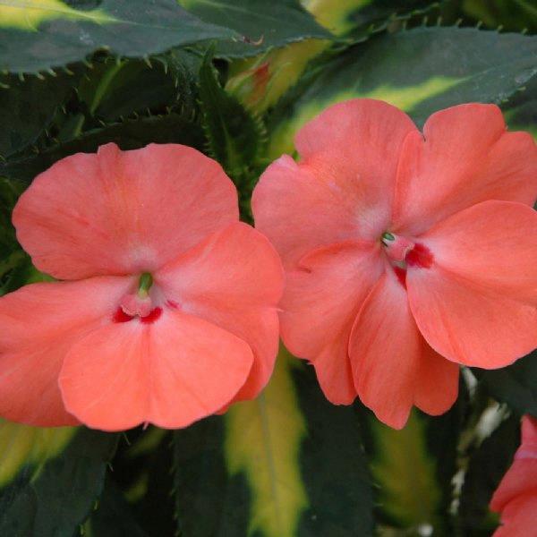 Impatiens nouvelle-guinée SunPatiens™ vigorous Tropical Salmon