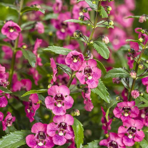 Angelonia Angelface® Perfectly Pink