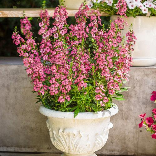Angelonia Angelface® Perfectly Pink