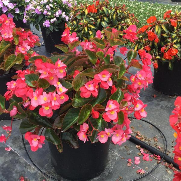 Begonia BIG *DEEP rose feuilles bronzes
