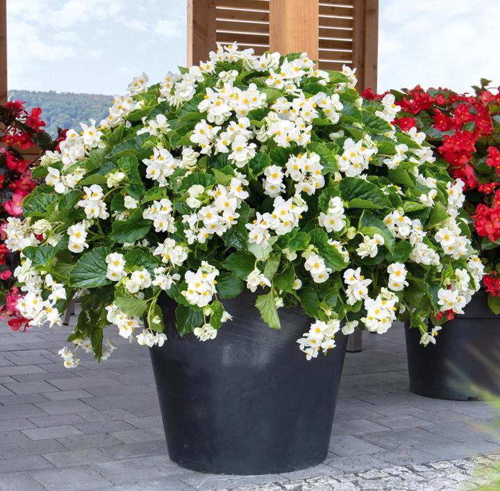 Begonia BIG white feuilles vertes