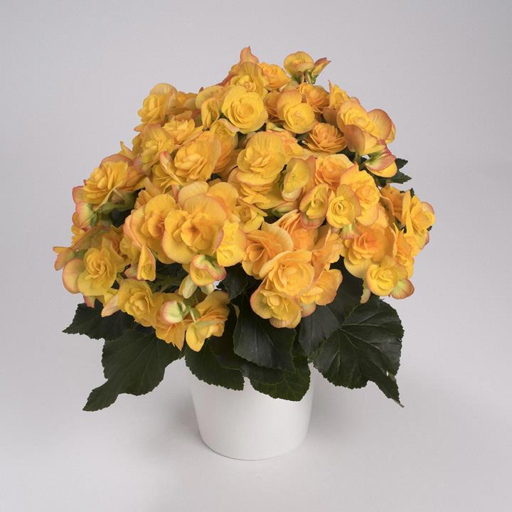 Begonia reiger Revita (jaune)
