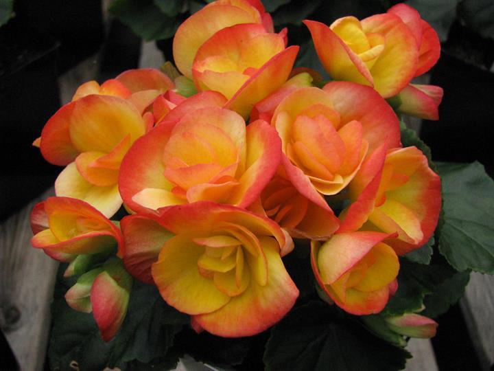 Begonia reiger Rana/Karen (bicolor jaune orange)