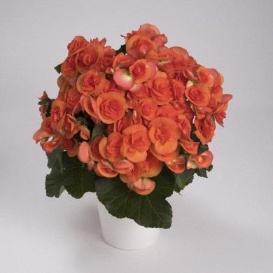 Begonia Reiger Reina XL (orange)