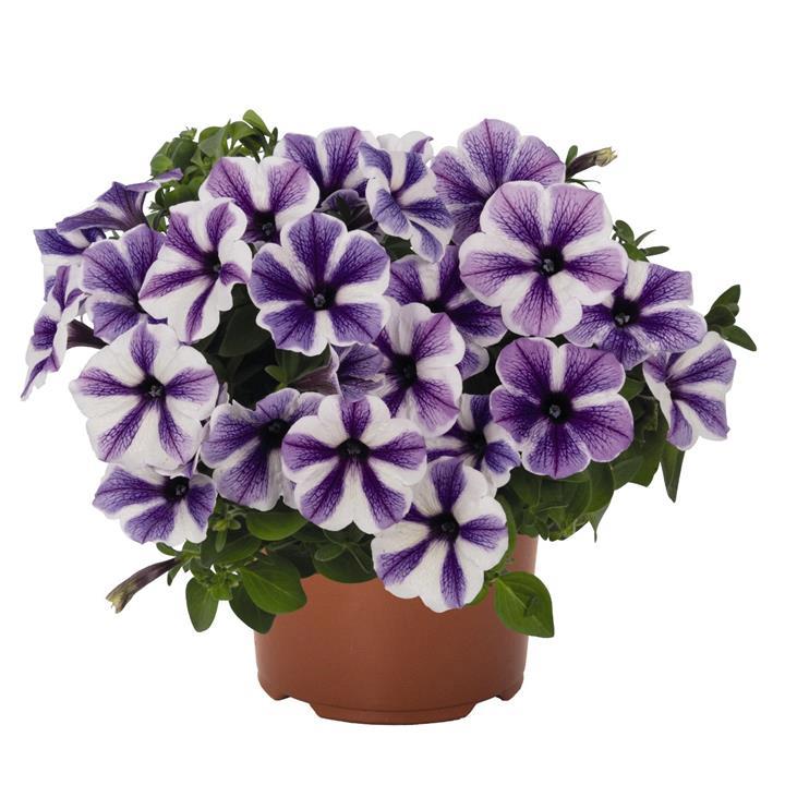 Petunia Potunia® Starfish