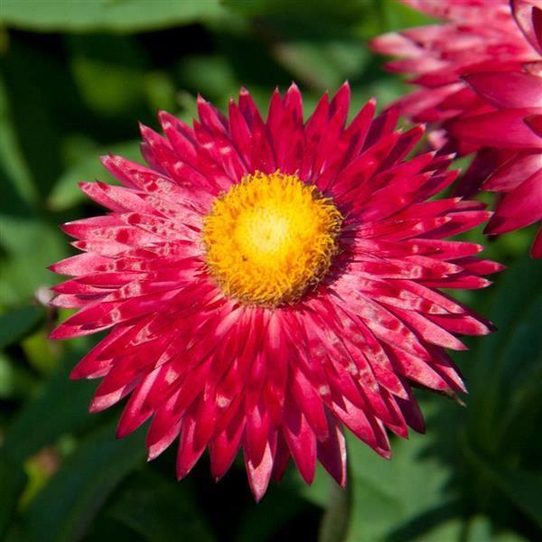 Bracteantha Mohave™ Purple Red