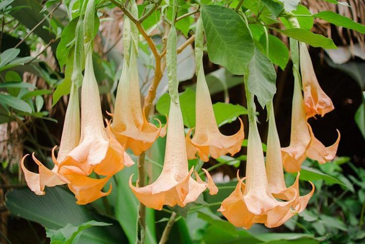 Brugmansia pèche (Trompette des Anges)