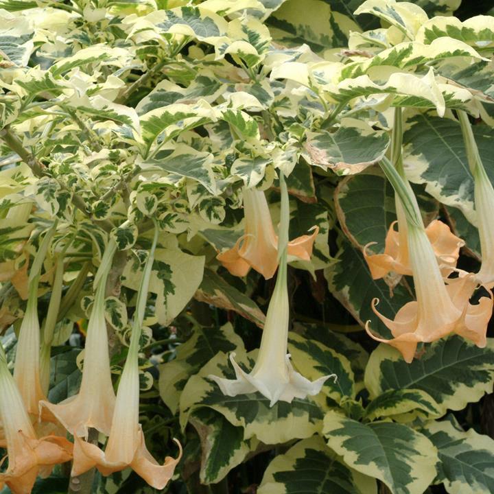 Brugmansia pèche (Trompette des Anges) Variegata (panaché)