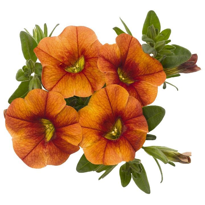 Calibrachoa Aloha Kona Hot Orange