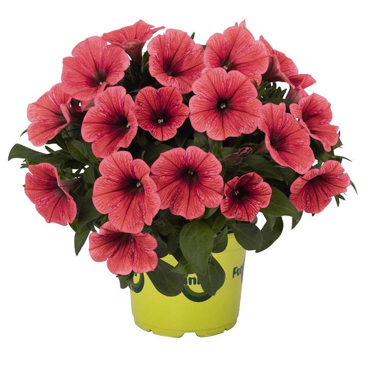 Petunia Potunia® Coral