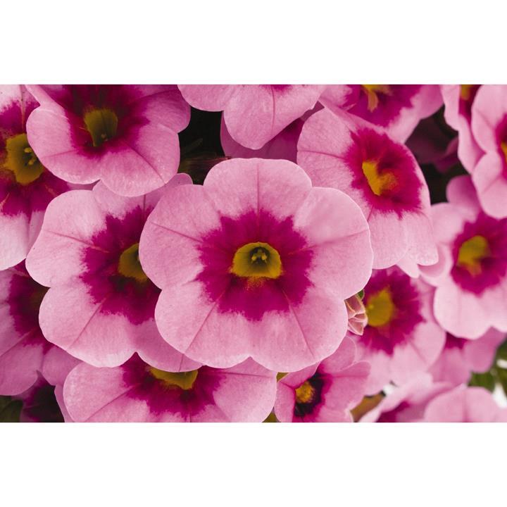 Calibrachoa Aloha Kona Tiki Soft Pink