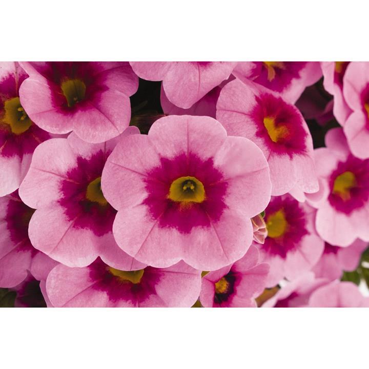 Calibrachoa Aloha Kona Tiki Soft Pink