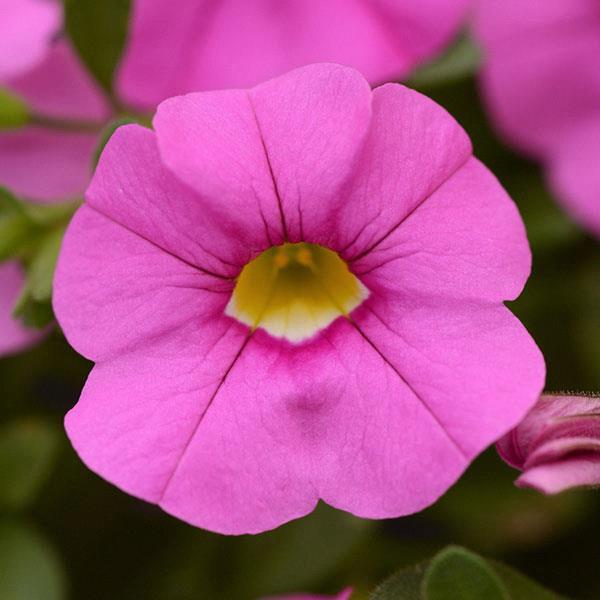 Calibrachoa Cabaret® Light Pink