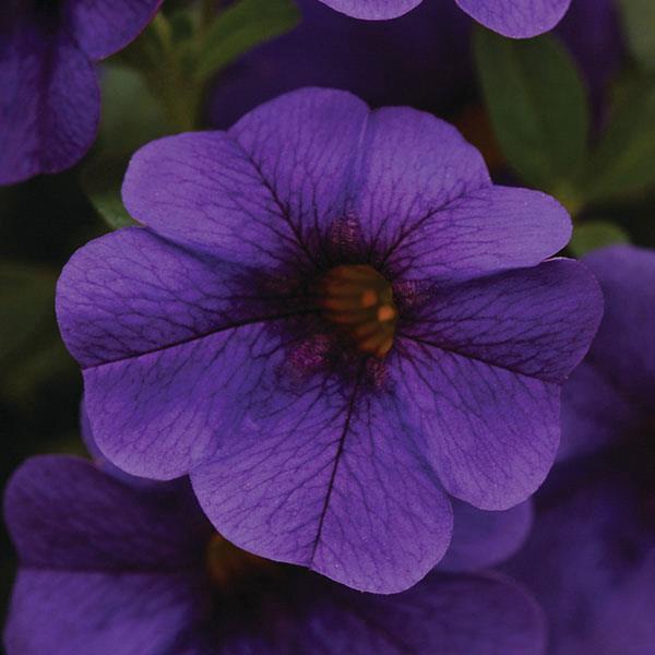 Calibrachoa Cabaret® Midnight Blue