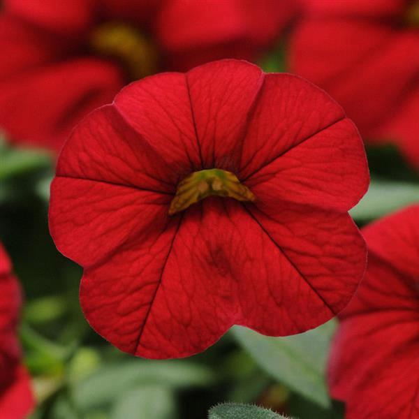 Calibrachoa Cabaret® Good Night Kiss