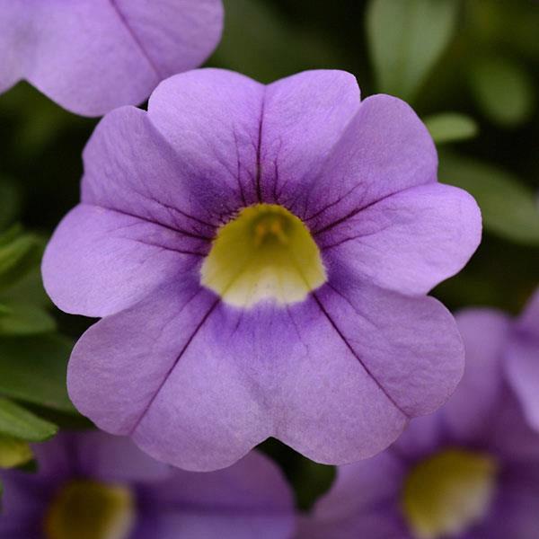 Calibrachoa Cabaret® Sky Blue
