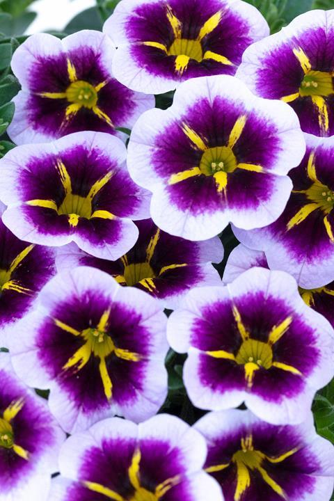 Calibrachoa Chameleon® Blackberry Pie