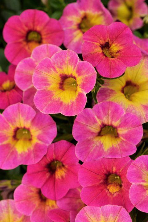 Calibrachoa Chameleon® Indian Summer