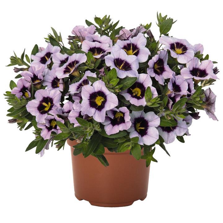 Calibrachoa Hula blue