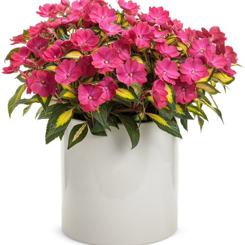 Impatiens nouvelle-guinée SunPatiens™ compact Tropical Rose