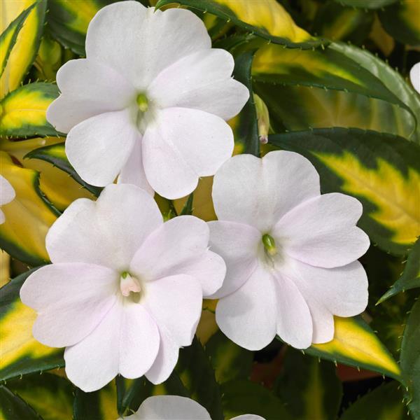 Impatiens nouvelle-guinée SunPatiens™ vigourous Tropical White