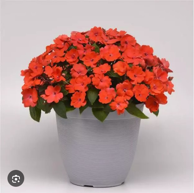 Impatiens nouvelle-guinée Solarscape™ Orange Burst