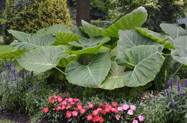 Colocasia esculenta 'Coffee Cups'