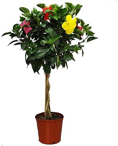 Hibiscus arbre sur tige assorti 10''