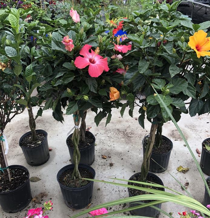 Hibiscus sur tige TRESSÉ assorti 10''