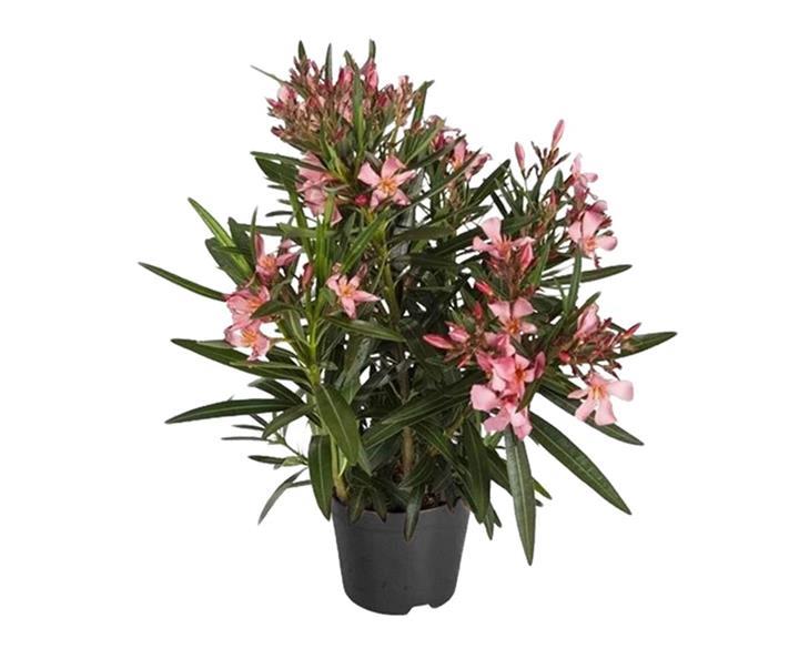 Laurier-rose (Nerium oleander)