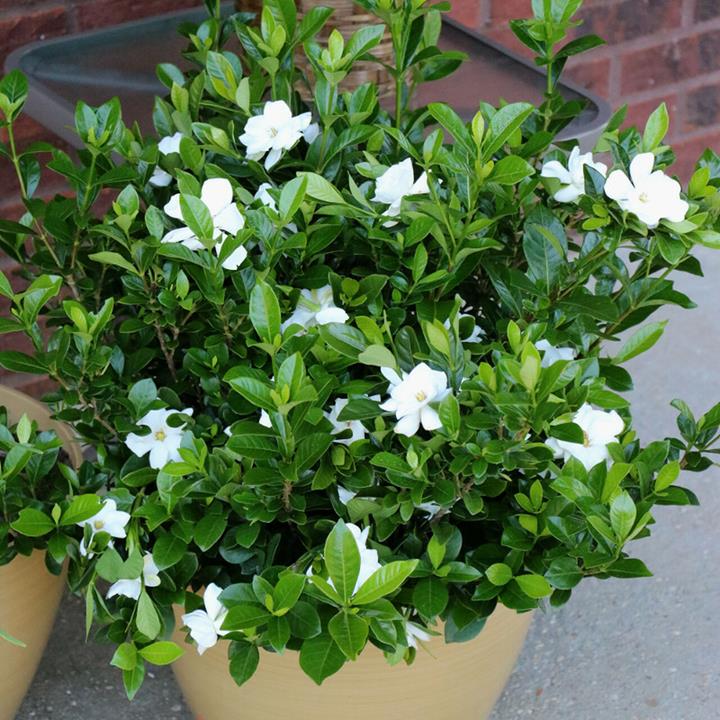 Gardenia aimee (Jasmin) arbuste