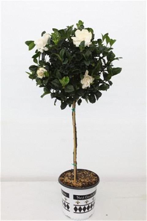 Gardenia aimee (Jasmin) arbre tressé