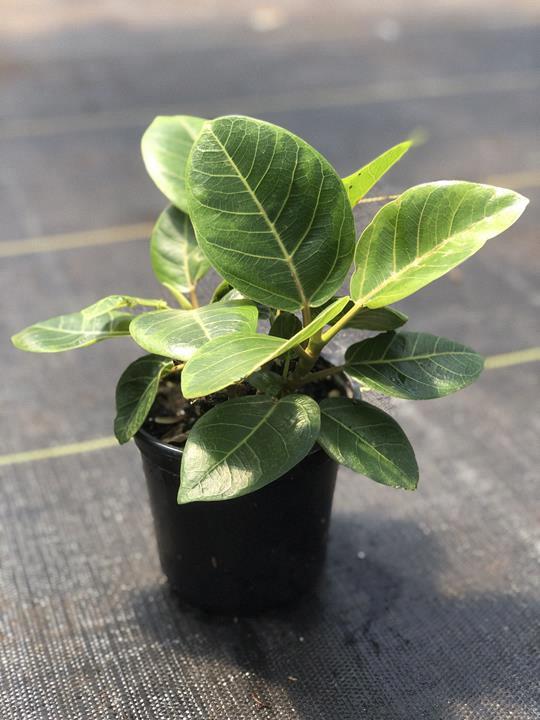 Ficus Altissima Variegata (panaché)