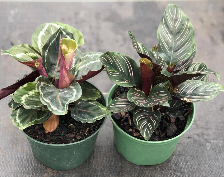 Calathea assorti