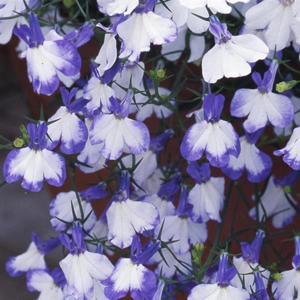 Lobelia compacta riviera blue splash