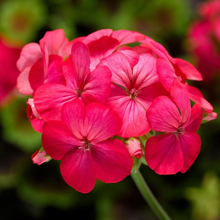 Geranium (double) coral Sunrise (Exotica™)
